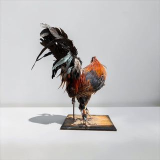 Rooster taxidermy mount