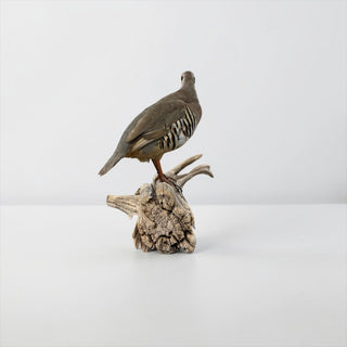 Life-size chukar bird perched on a driftwood base
