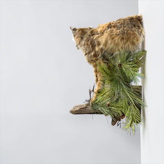 Half body bobcat on a decorative wall hanging base