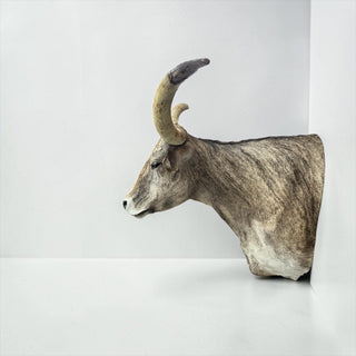 Longhorn shoulder mount