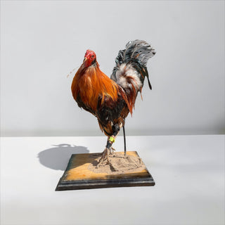 Rooster taxidermy mount