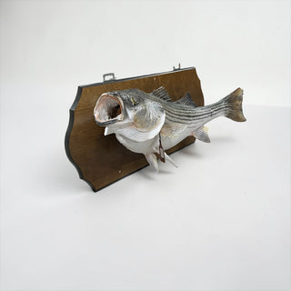 Huge “real skin” 30lb bass fish mount