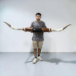 6.8ft Longhorn mount (b24)