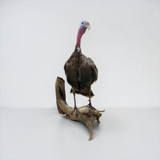 Life-size turkey on a driftwood wall hanging base