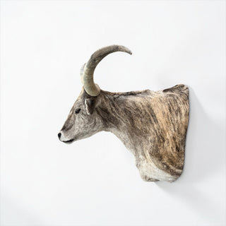 Longhorn shoulder mount