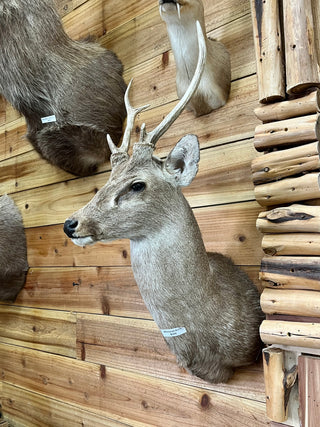 Whitetail buck