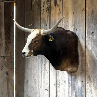 Cow shoulder mount