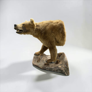 Half body grizzly bear with all its front claws on a rock wall base