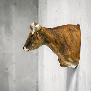 Longhorn shoulder mount