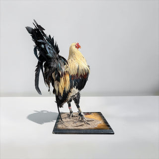 Rooster taxidermy mount