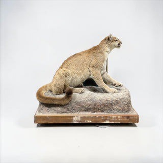 Life- size mountain lion or cougar on a rock base whit wheels