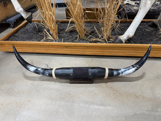 38” Longhorn mount (KK010)