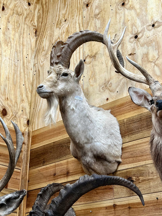 Rare white aoudad sheep