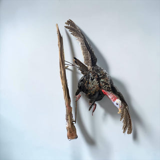 Life-size turkey on a driftwood wall hanging base