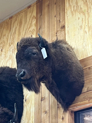 Buffalo shoulder mount
