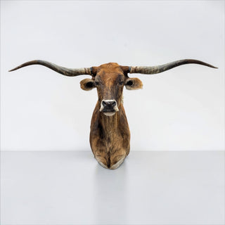 Longhorn shoulder mount