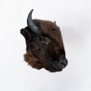 Bison head mount