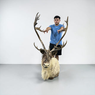 23-point caribou shoulder mount