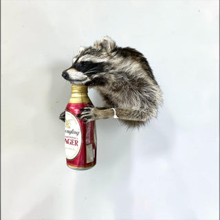 Raccoon taxidermy mount