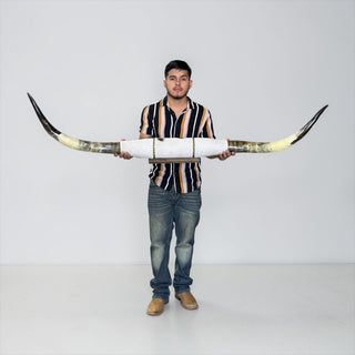 5-6ft rustic Longhorn mount (w07)