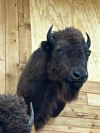 Buffalo shoulder mount