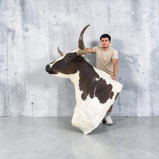 Longhorn shoulder mount
