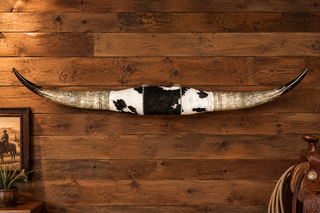7ft Watusi horns mount
