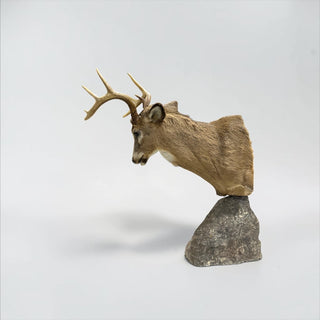 Matching bookend pair of (2) “fighting” white tail deer pedestal mount