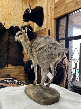 Klipspringer