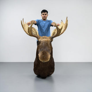 14-points shirts moose shoulder mount