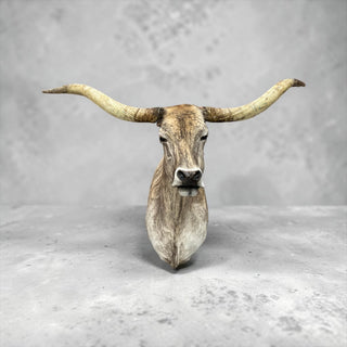 Longhorn shoulder mount