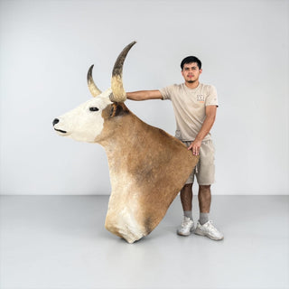 Longhorn shoulder mount