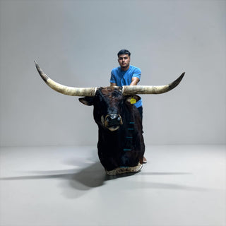 Bull shoulder mount