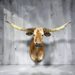 Longhorn shoulder mount