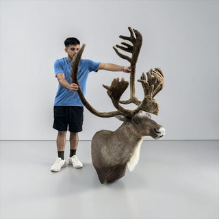 Big 38-point caribou shoulder mount in “velvet”