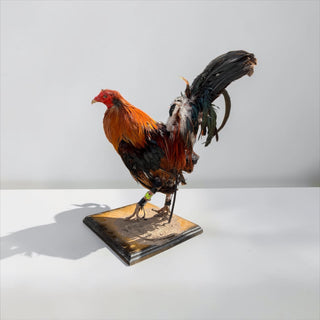 Rooster taxidermy mount