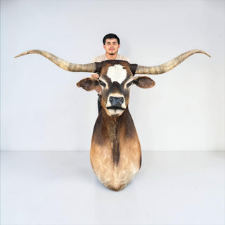 Longhorn shoulder mount