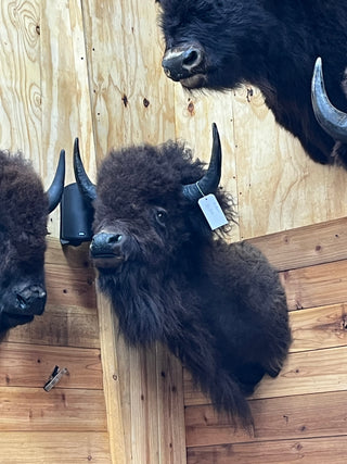 Buffalo shoulder mount