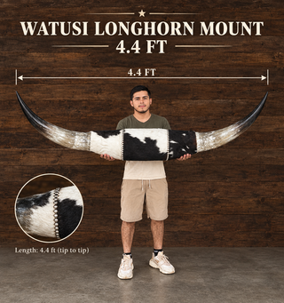 4.4ft Watusi horns mount