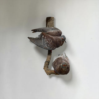 2 spackled pigeons perched on a wood branch