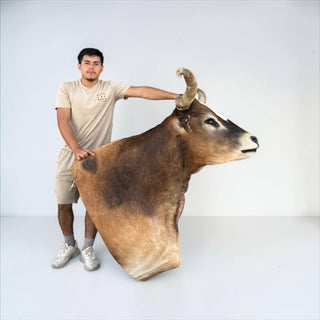 Longhorn shoulder mount
