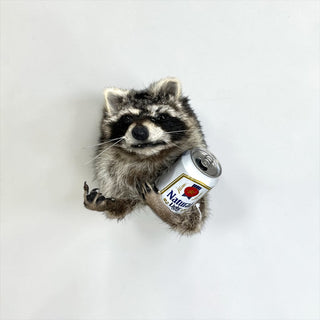 Raccoon taxidermy mount