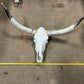 Cow Skulls With Polished Horns