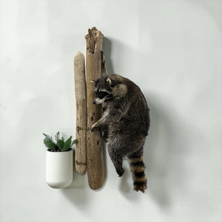 Life-size raccoon climbing on a driftwood tree limb
