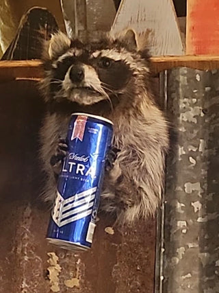 Raccoon taxidermy mount