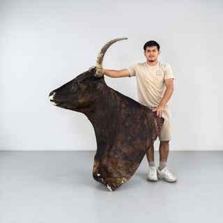 Longhorn shoulder mount