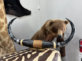 34” Longhorn mount (KK06)