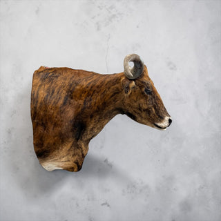 Longhorn shoulder mount