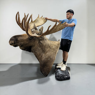 Big 23-point moose shoulder mount