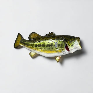 Real skin large mouth bass fish mount